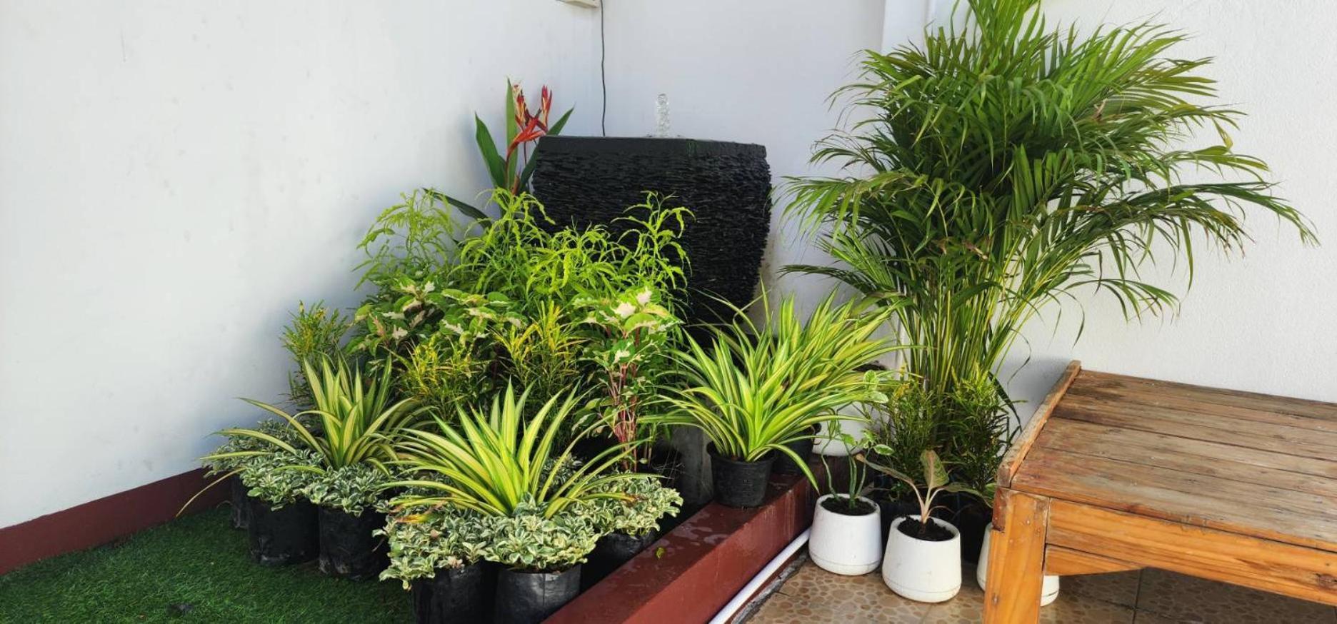 Blue Moon House - A Budget Hostel For Easy Travellers Chiang Mai Eksteriør bilde